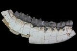 Titanothere (Megacerops) Jaw Section - South Dakota #92707-4